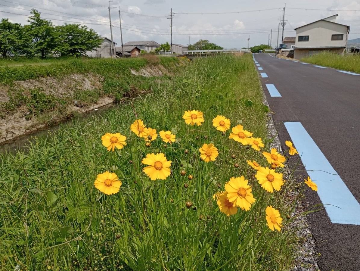 Grüner als erwartet!, Japan