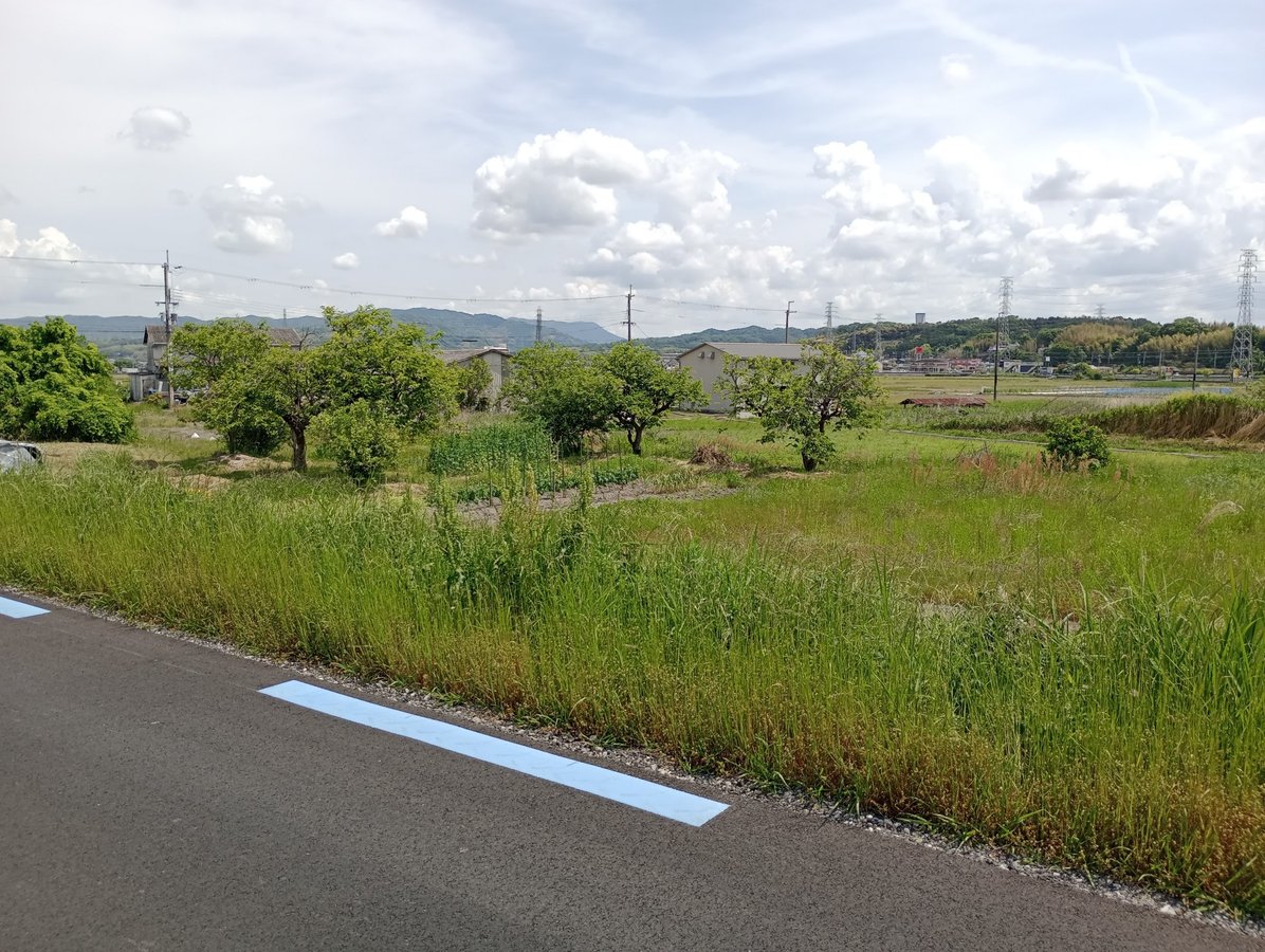 Grüner als erwartet!, Japan