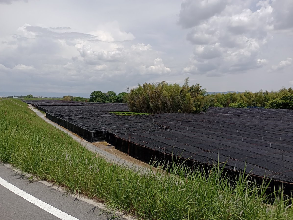 Teeplantagen, Japan