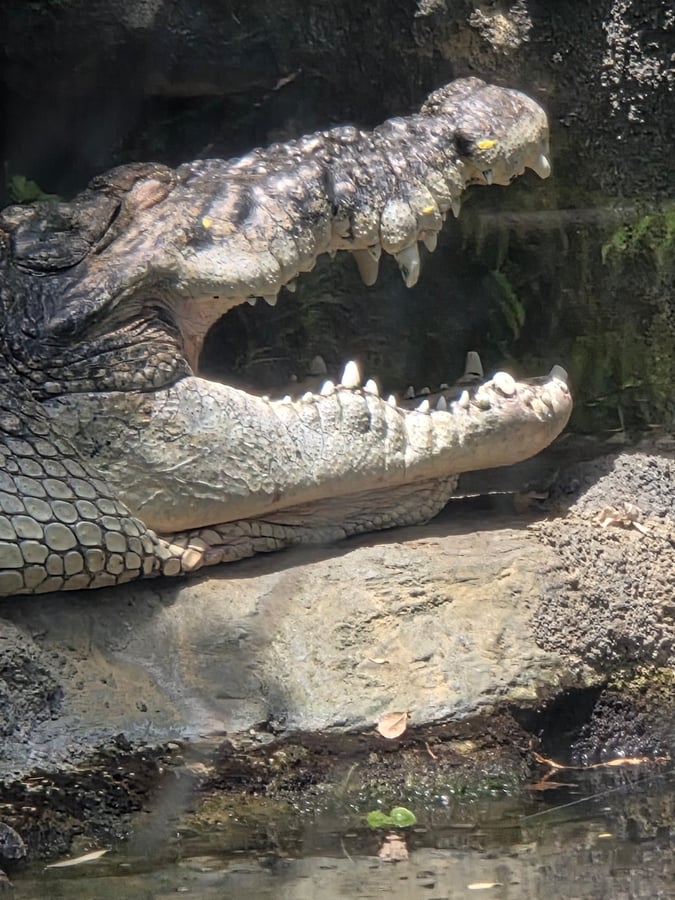 Zoo di Ueno, Giappone