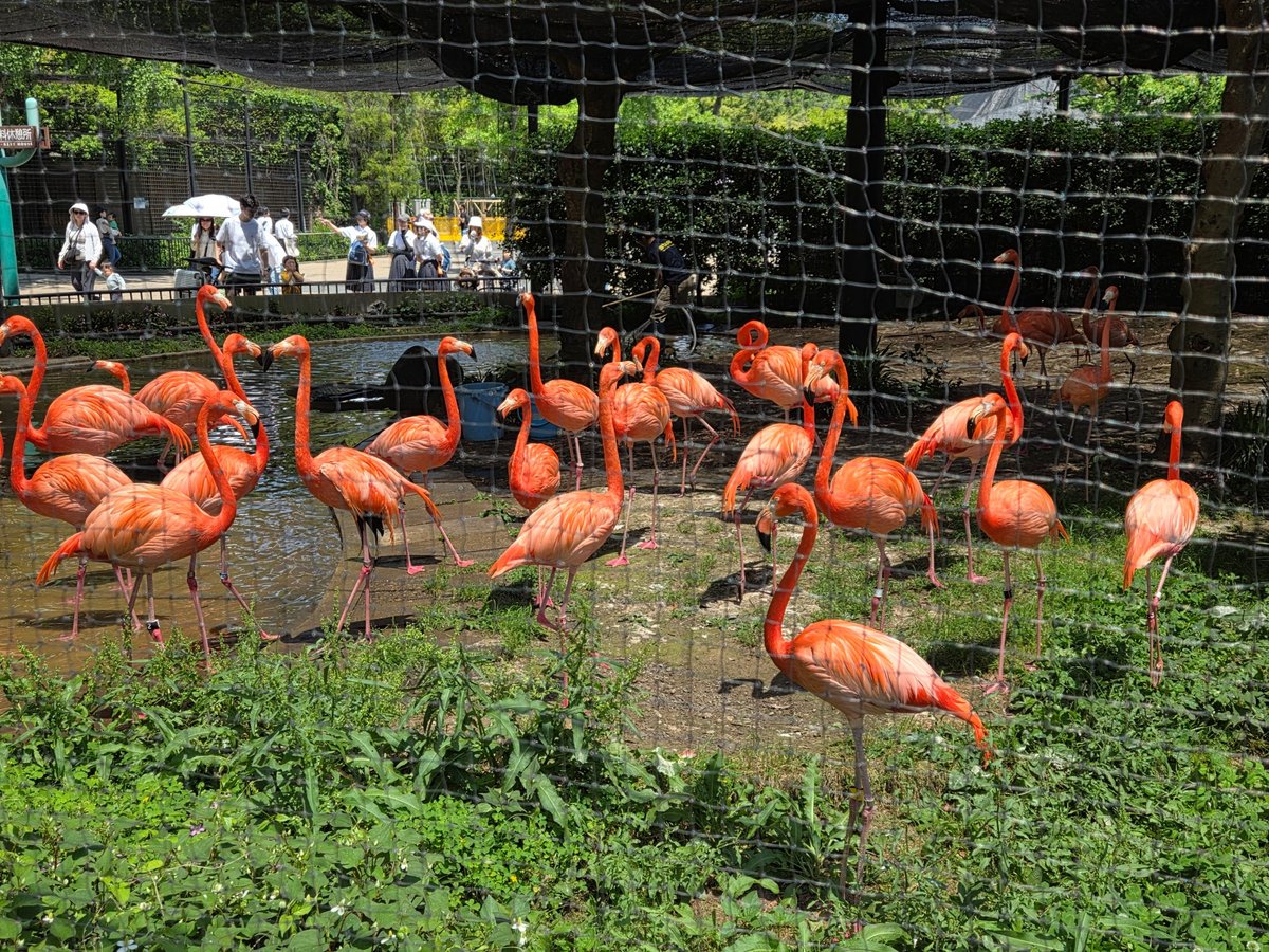 Zoo di Ueno, Giappone