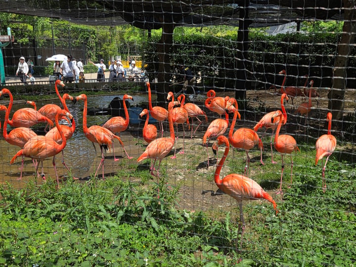 Ueno Zoo, Japan