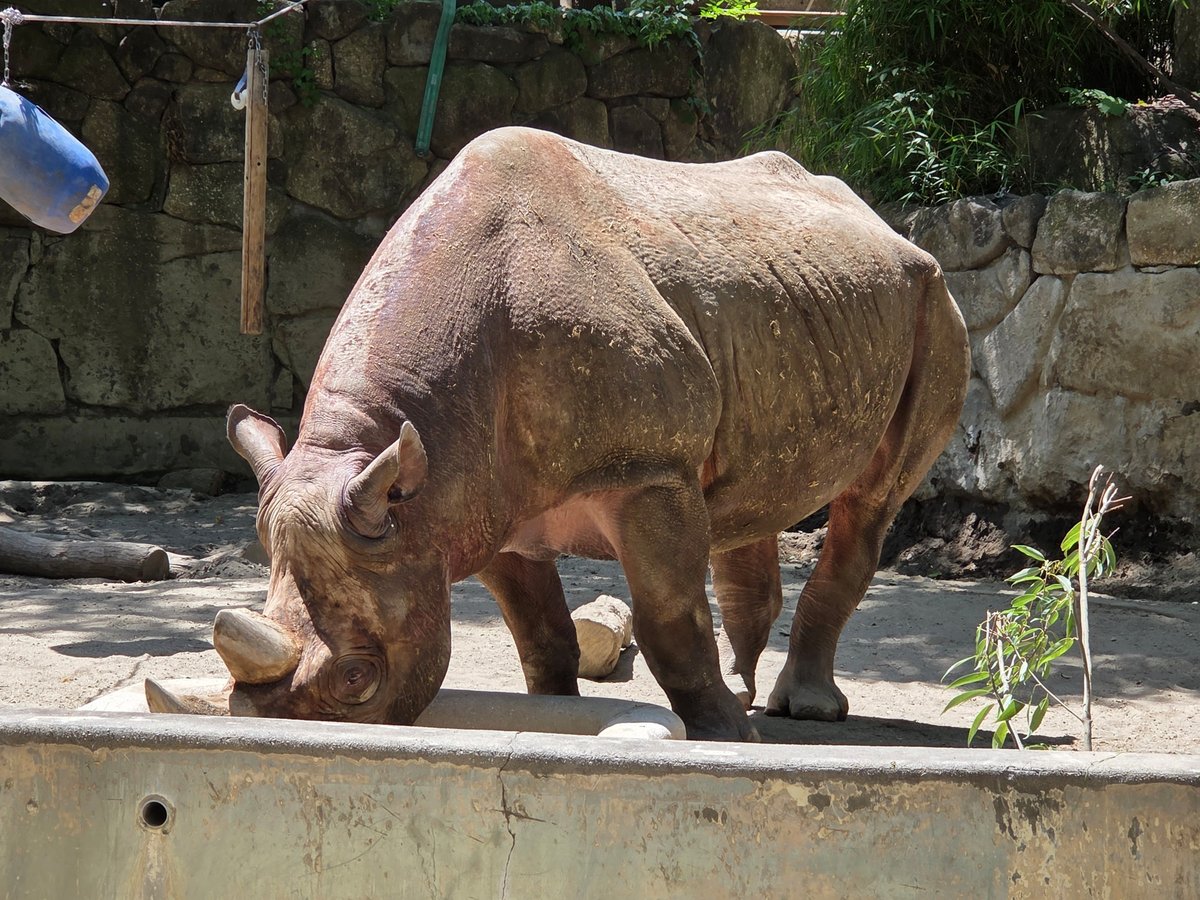Zoo di Ueno, Giappone