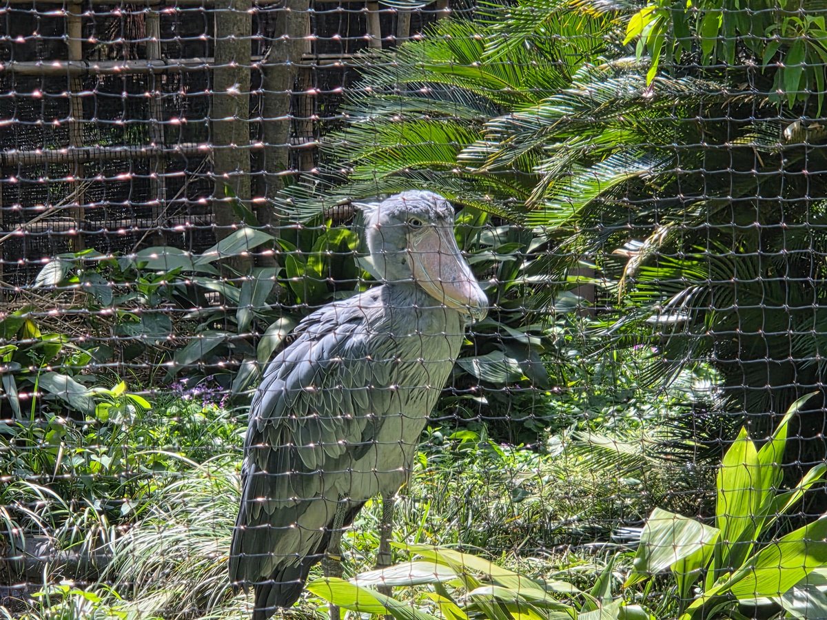 Ueno Zoo, Japan