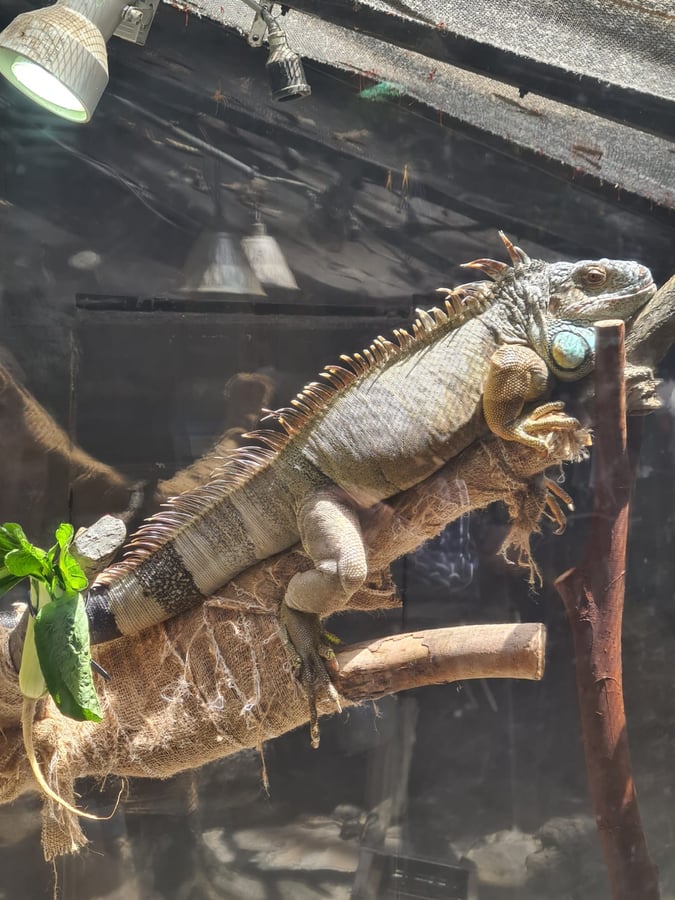 Ueno Zoo, Japan