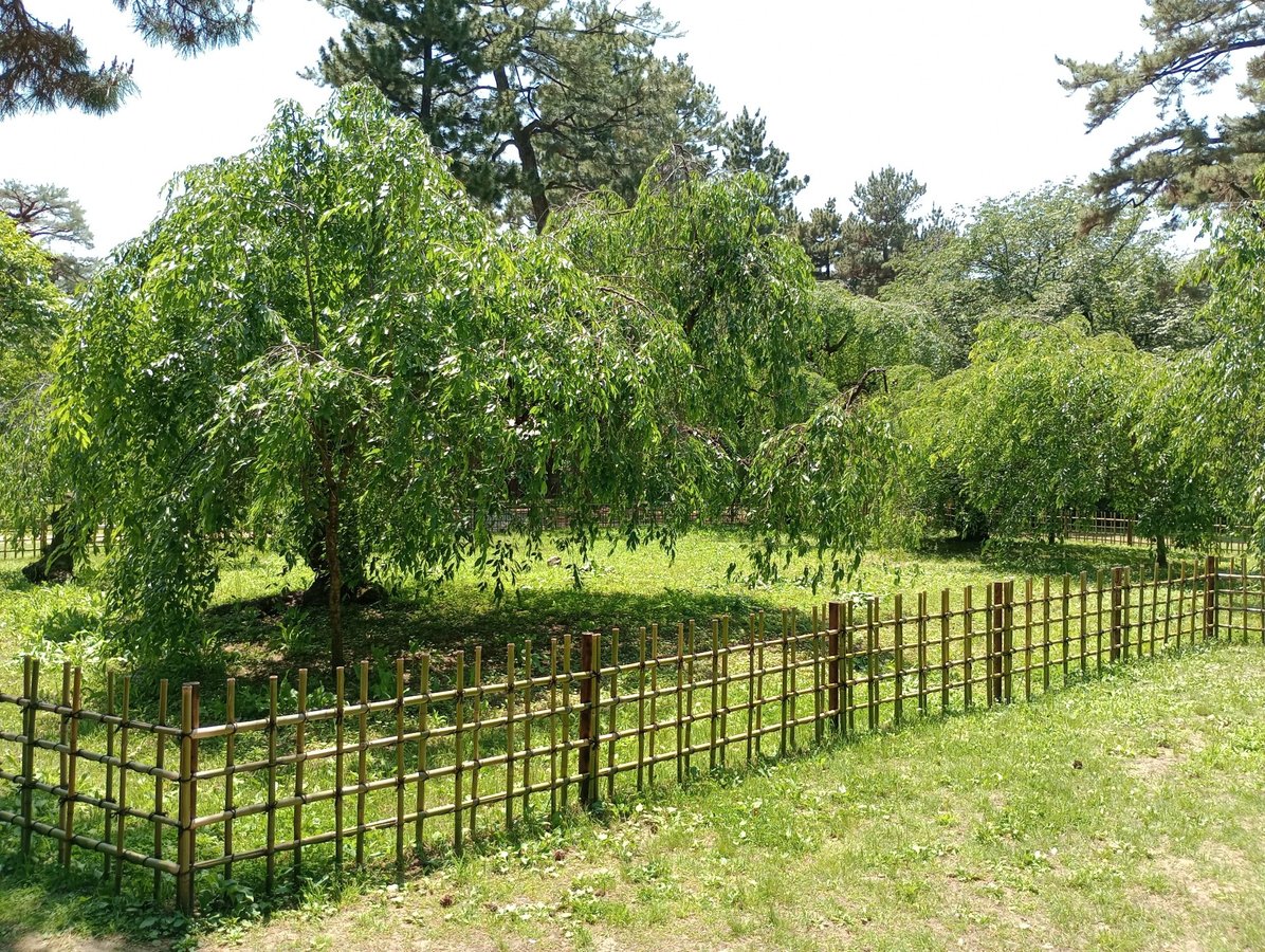 Trauerkirschen, Japan