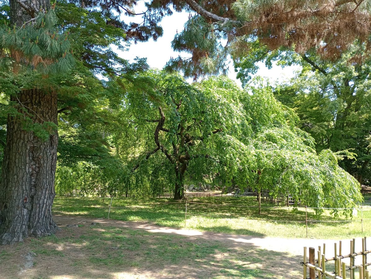 Trauerkirschen, Japan