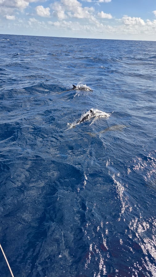 Day 11: halfway there! Dolphin surprise.