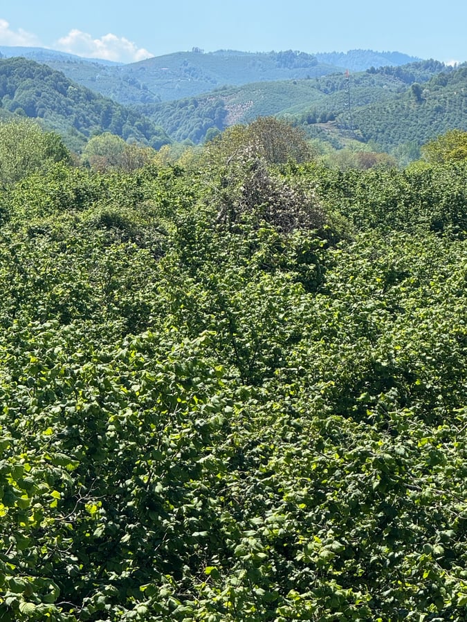 N Turkiye - fruit trees and hills, Türkiye