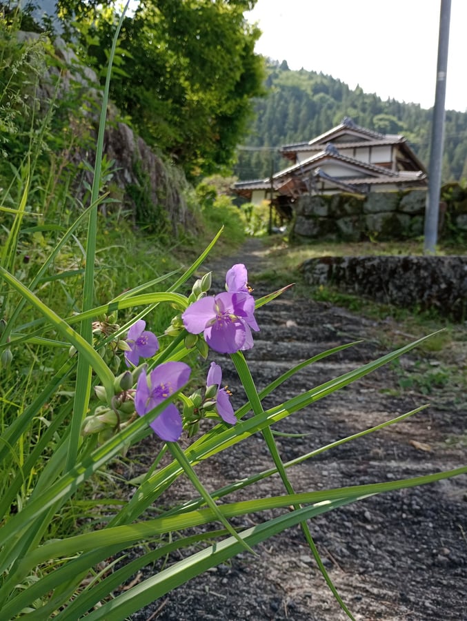 20 maggio 2026 - 09:12, Giappone