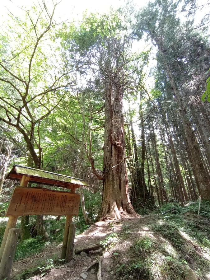Cipressi uniti, Giappone