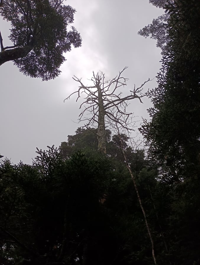Fast schon eine Aussicht!, Japan