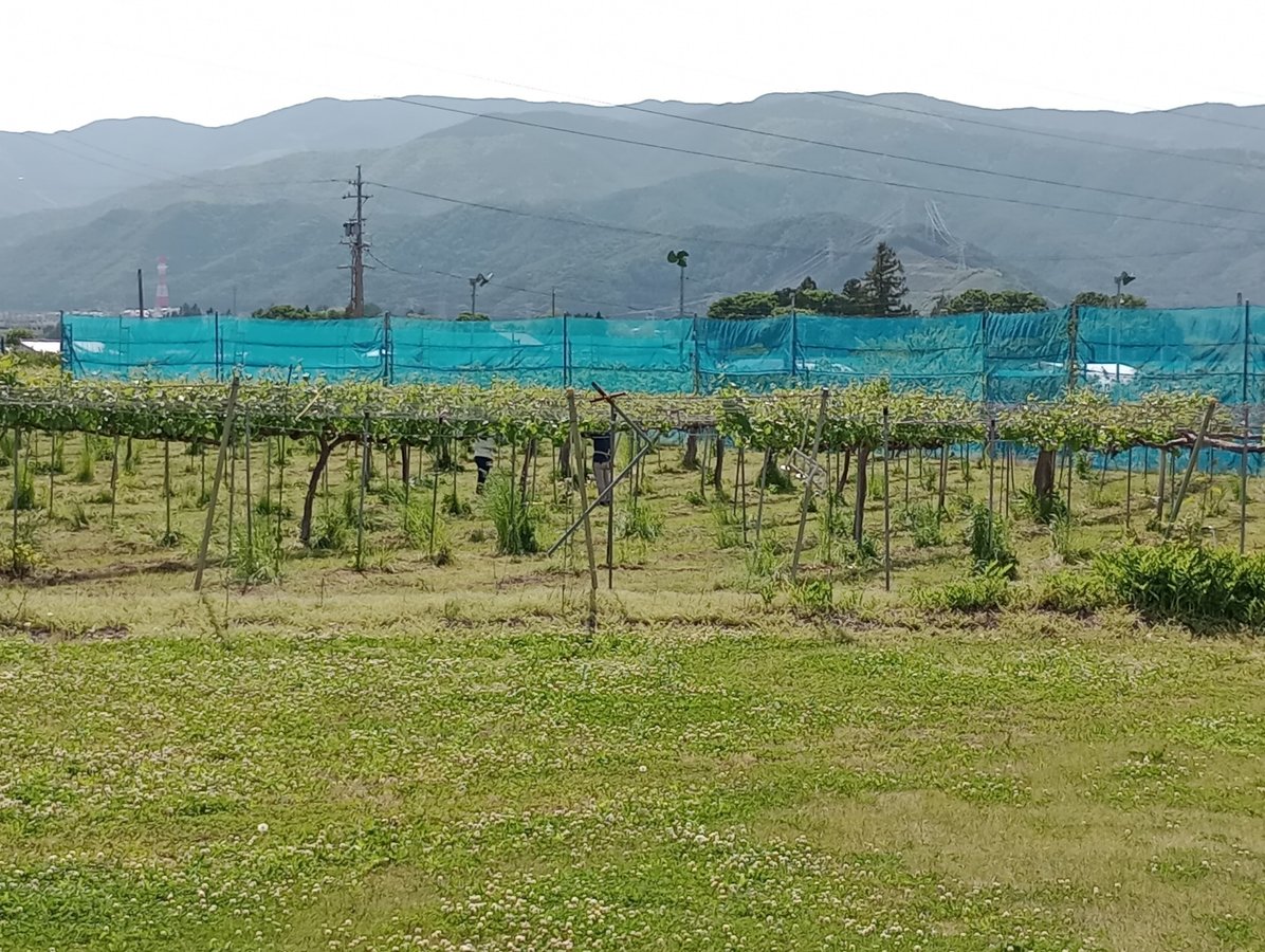 Shiojiri - una terra di viti, Giappone