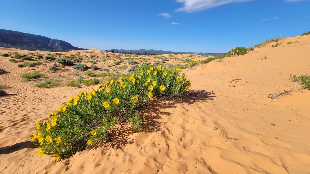 Parque estatal Coral Pink Sand, Estados Unidos