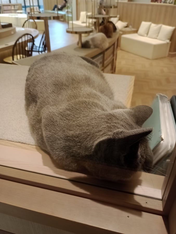 Gatti, Giappone