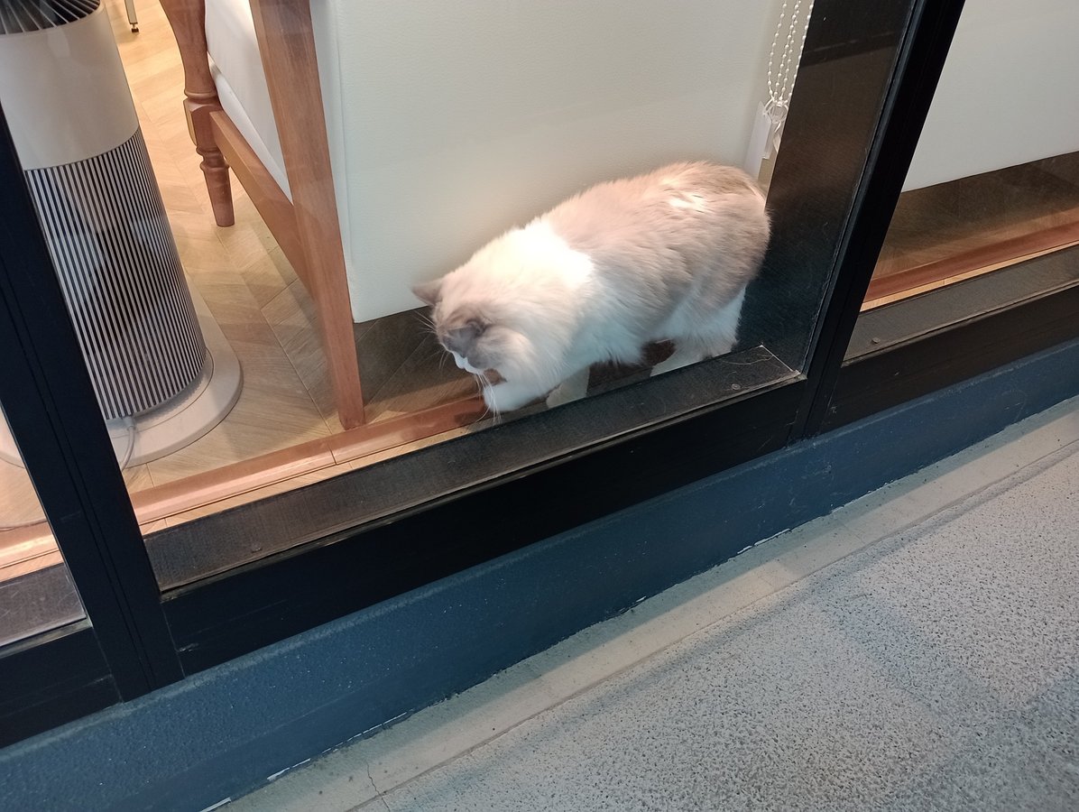 Gatti, Giappone