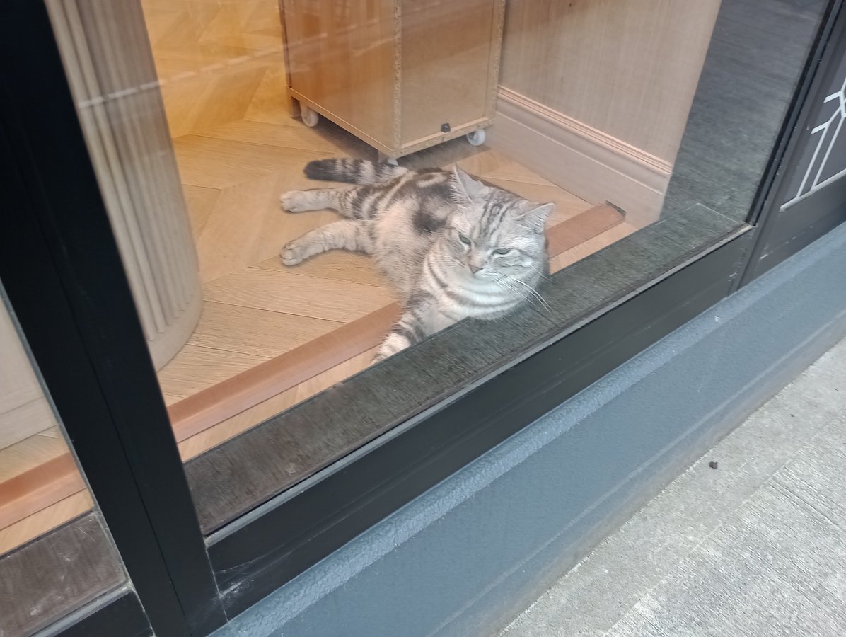 Gatti, Giappone