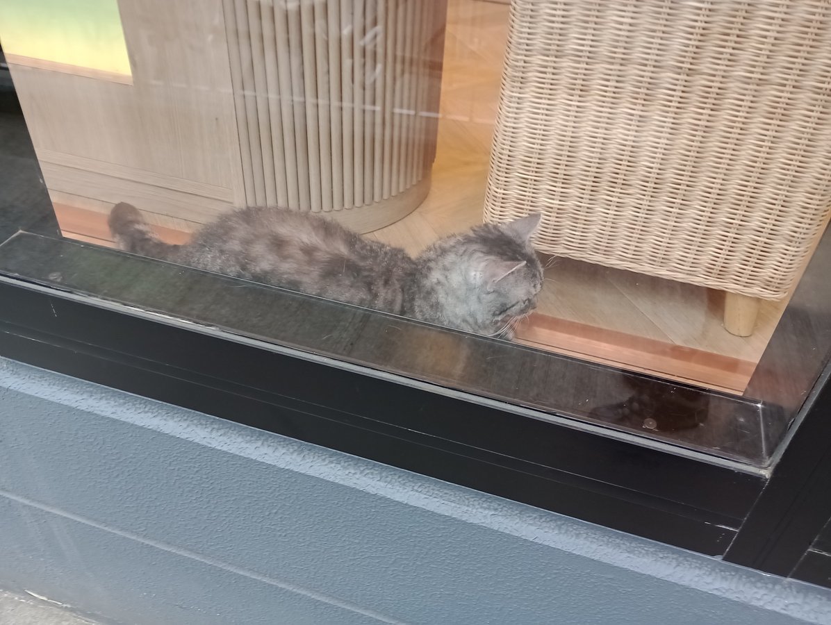 Gatti, Giappone