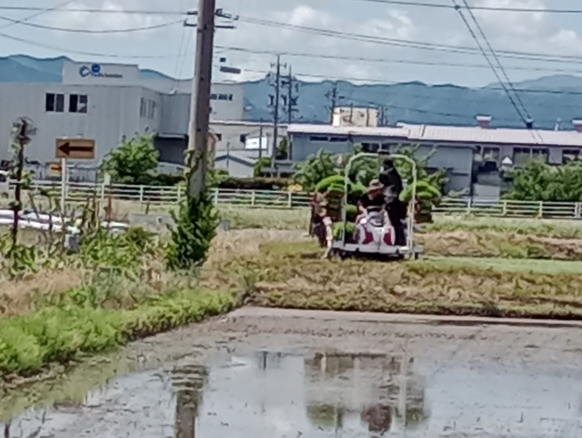 Siembra de arroz, Japón