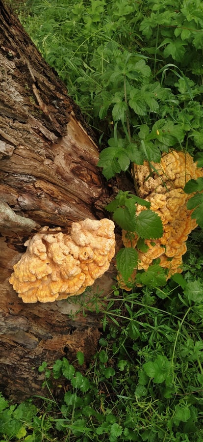 Poulet des bois, oui ?, Belgique