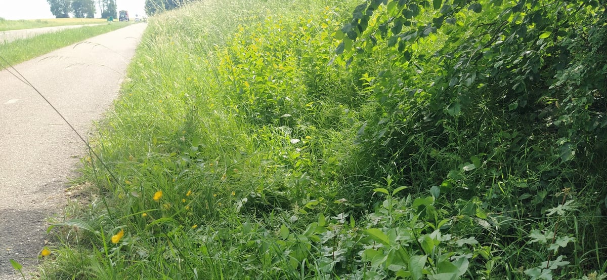 Ditch I fell in, Netherlands