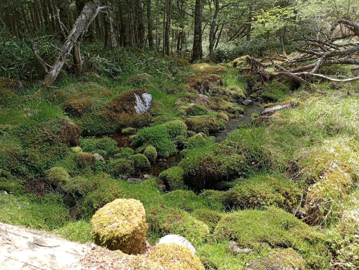 Otro paseo marítimo sobre el pantano, Japón