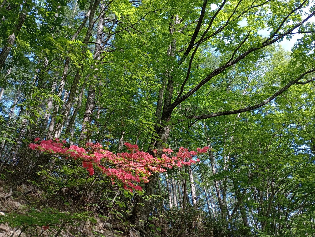 1 de junio de 2026 - 15:38, Japón