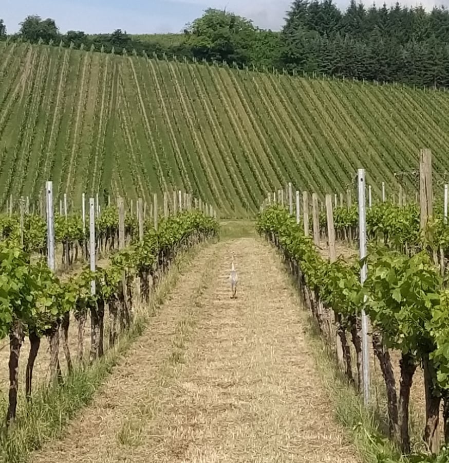 We're I'm wine country!, Germany