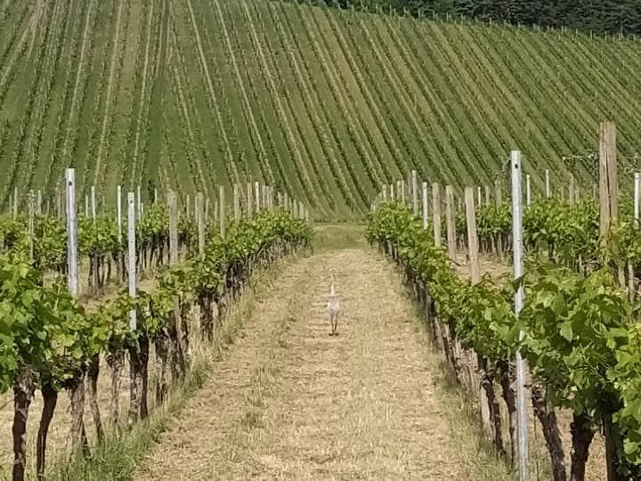 We're I'm wine country!, Duitsland