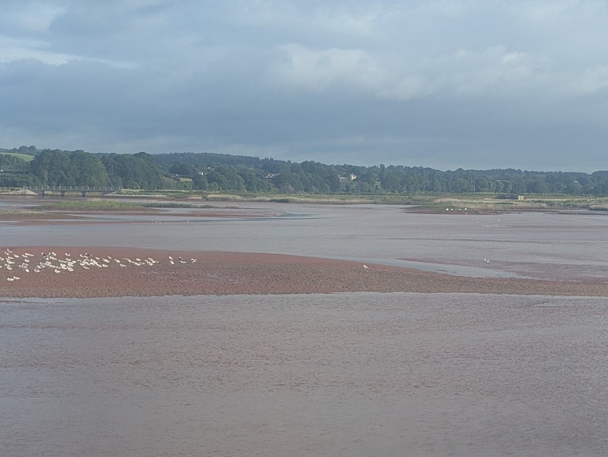 River otter, England