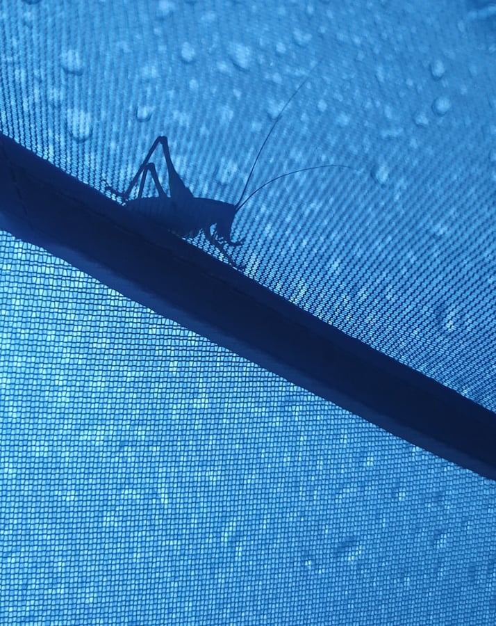 Grasshopper sheltering in my tent, Italy