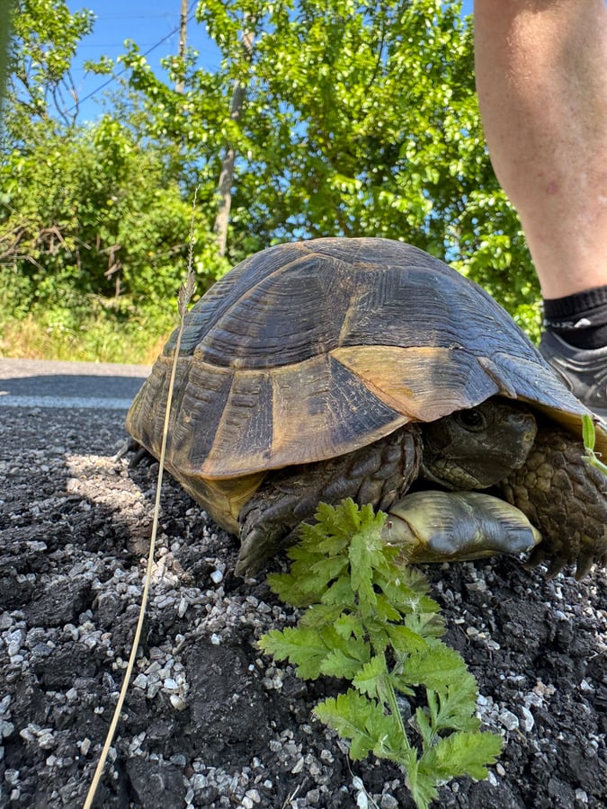 Wild Tortoise, Türkiye