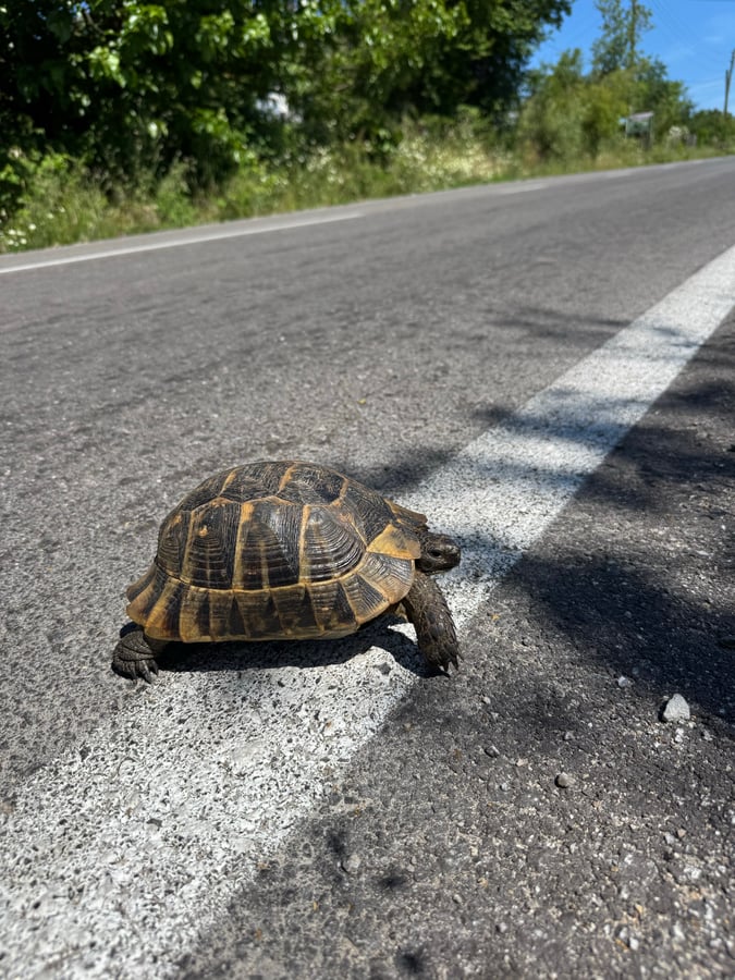 Wild Tortoise, Türkiye