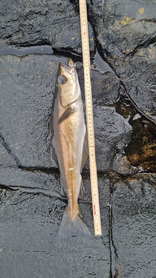 First catch and cook, Norway