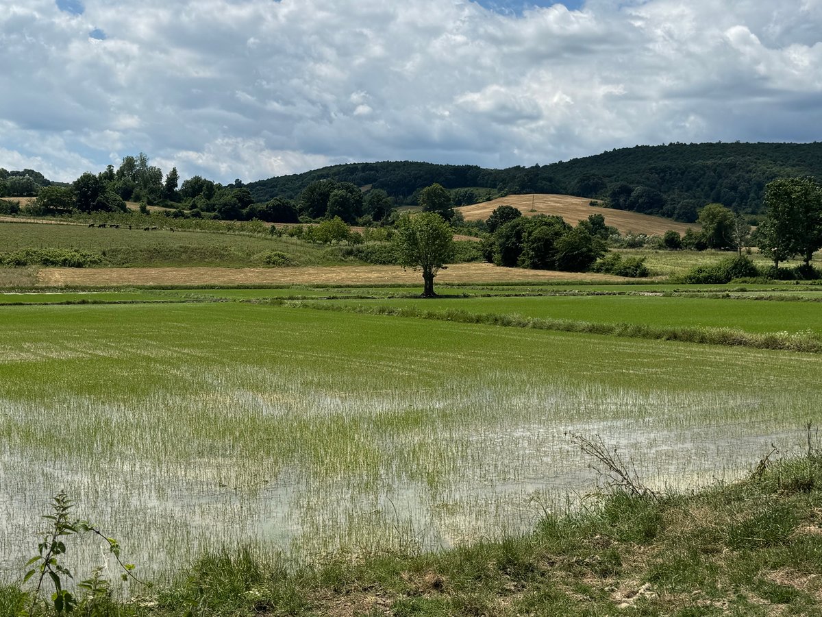 Is this rice planting or some other crop, Türkiye