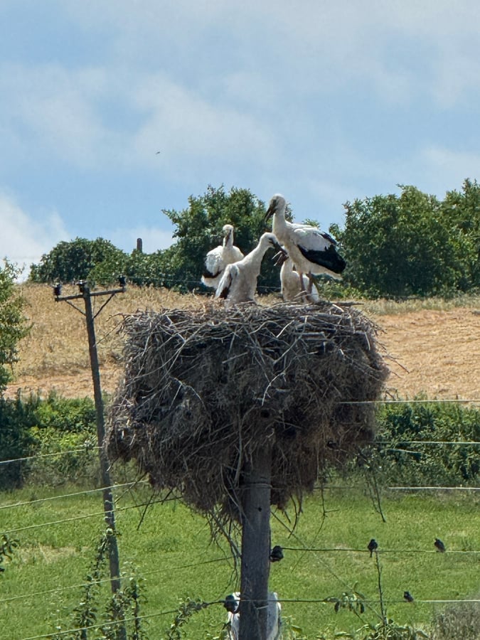 Crane nest, Türkiye