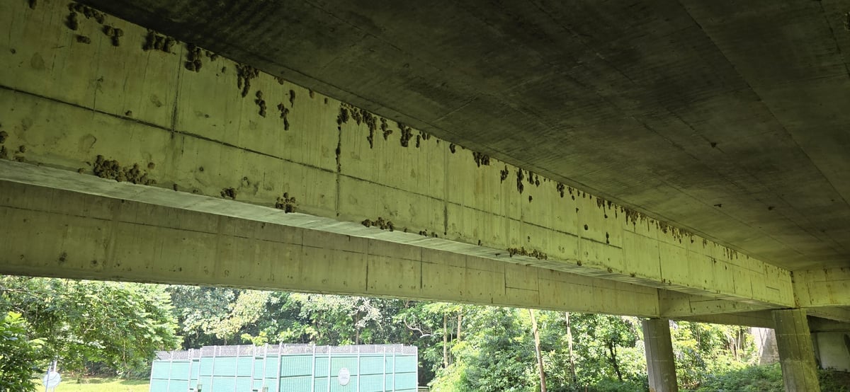 Swallow nests under the bridge, Singapore