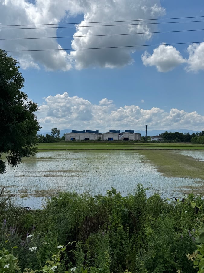 Rice fields near Çarsamba, Türkiye