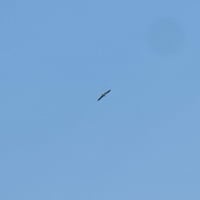 Griffon vulture, France