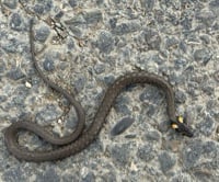 Serpente a 900 metri di altezza vicino al passo, Georgia