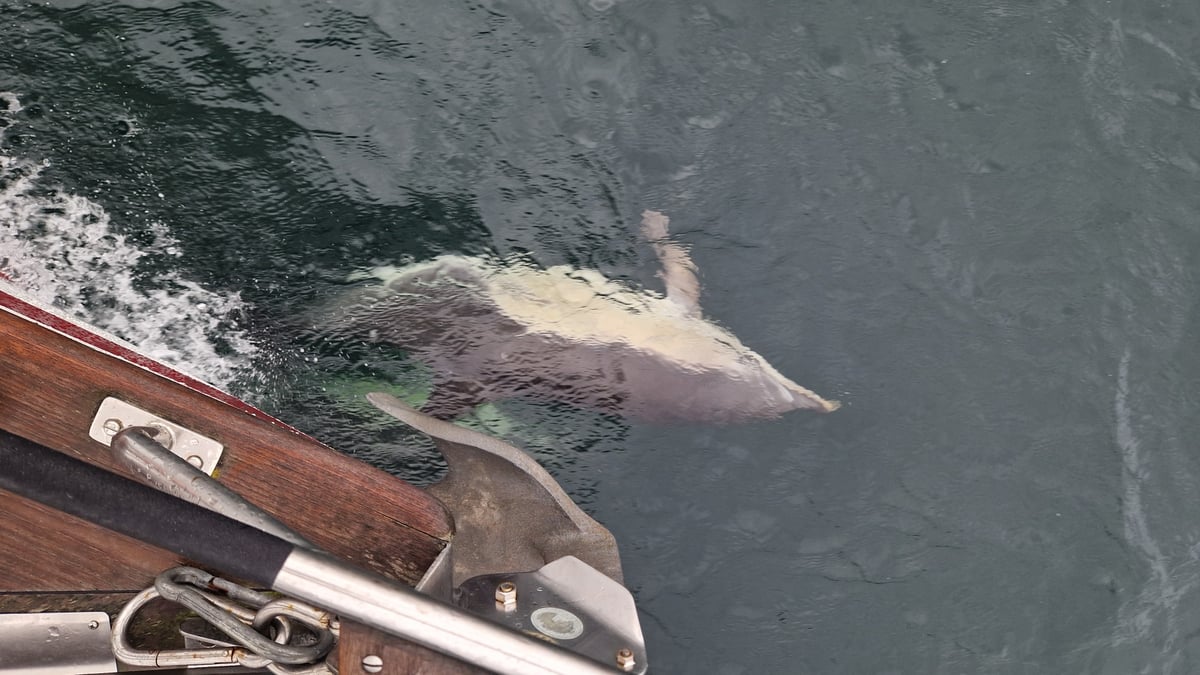 Big wildlife day, Mull to Rùm, Scotland
