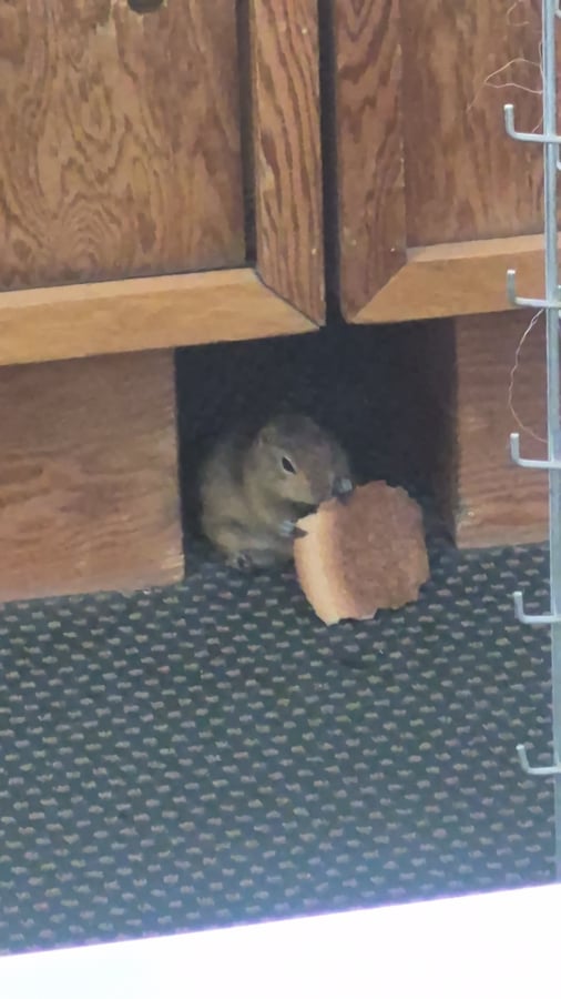 Chonk is THICCC, Canada
