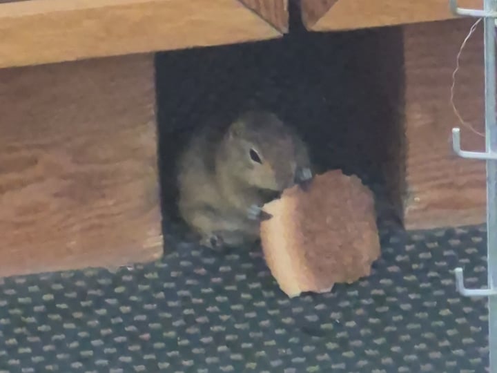 Chonk is THICCC, Canada