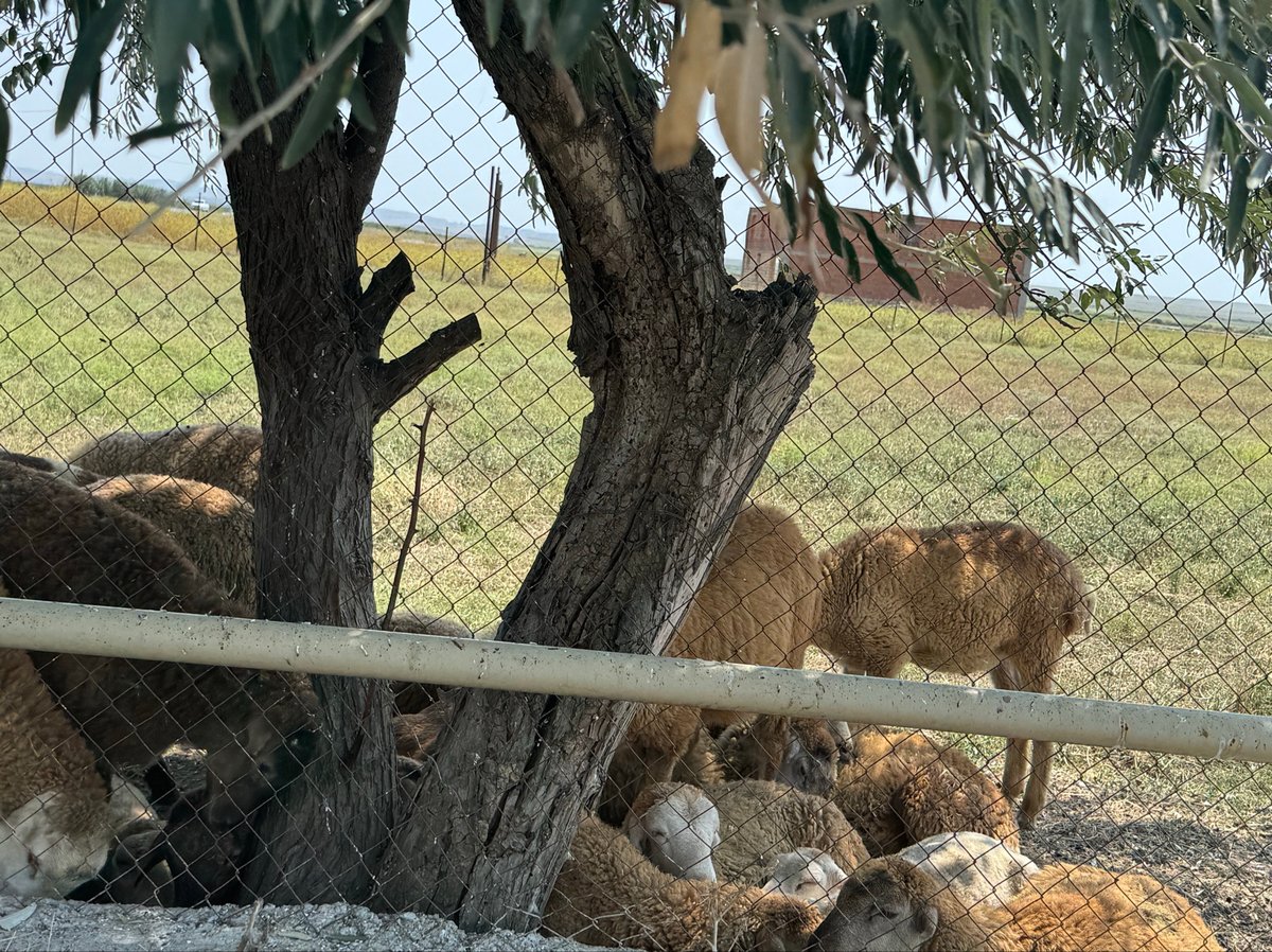 Woolly Sheep (und ich) finden knappen Schatten, Aserbaidschan