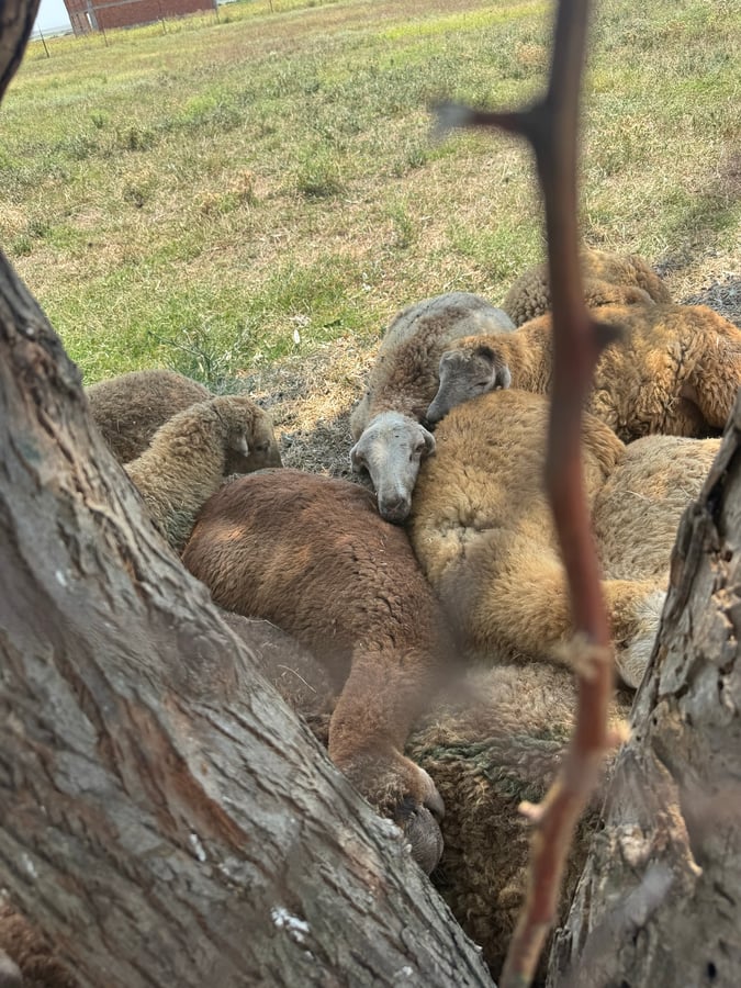 Woolly Sheep (und ich) finden knappen Schatten, Aserbaidschan