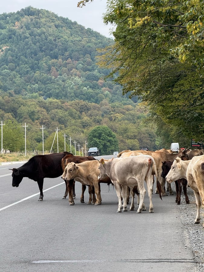 Cows often in the road! Is it a protest?, Azerbaijan