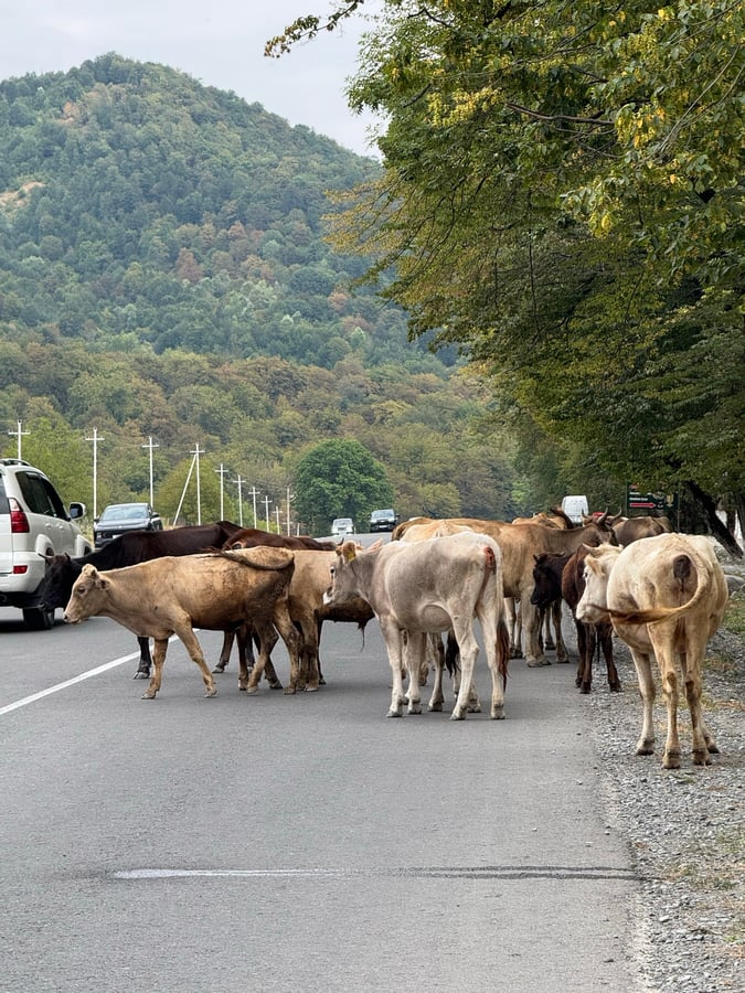 Cows often in the road! Is it a protest?, Azerbaijan