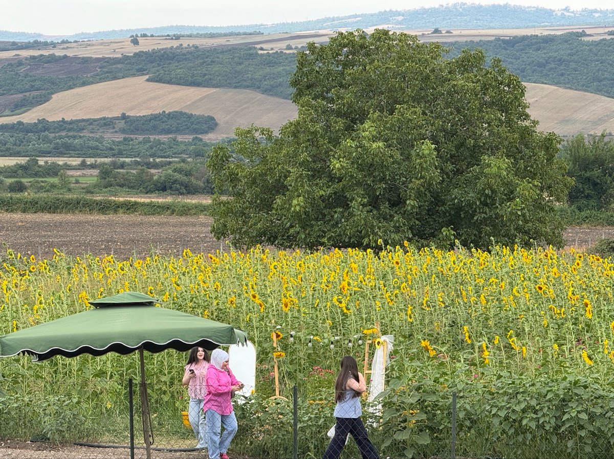 Azerbaijan Sunflower tourist attraction, Azerbaijan