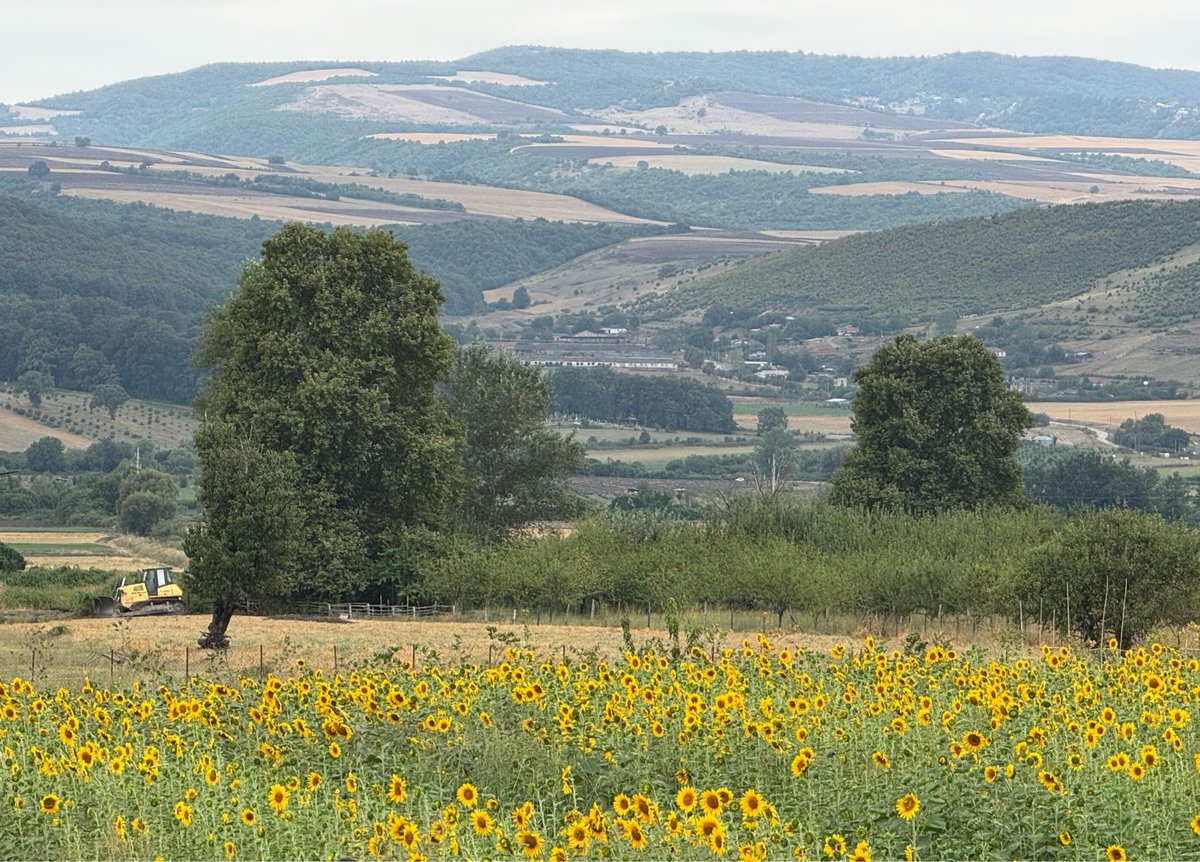 Azerbaijan Sunflower tourist attraction, Azerbaijan