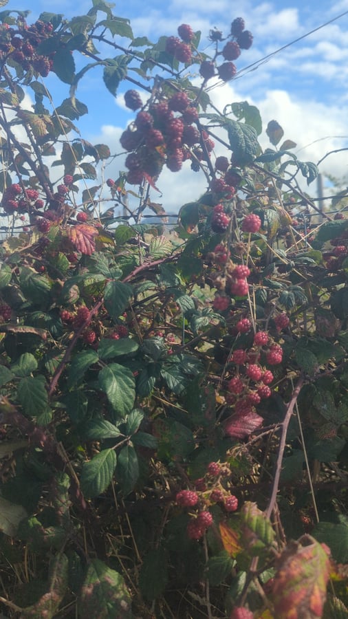 Die Brombeere ist noch nicht reif., Frankreich